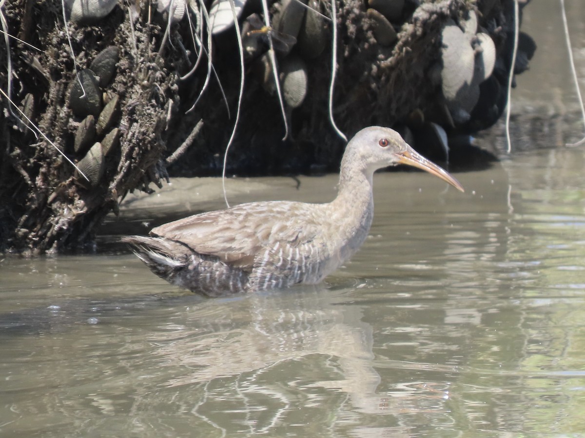 Clapper Rail (Atlantic Coast) - ML621165765