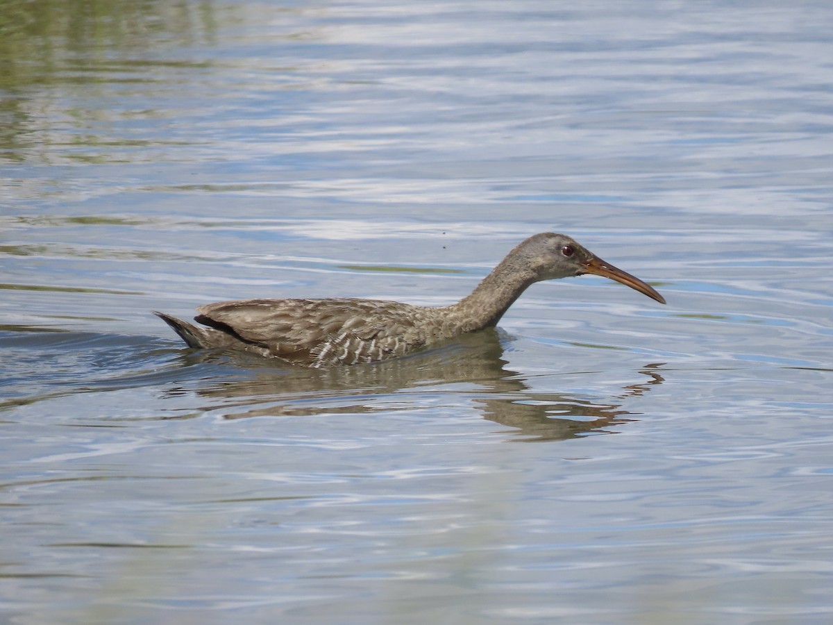 Clapper Rail (Atlantic Coast) - ML621165770