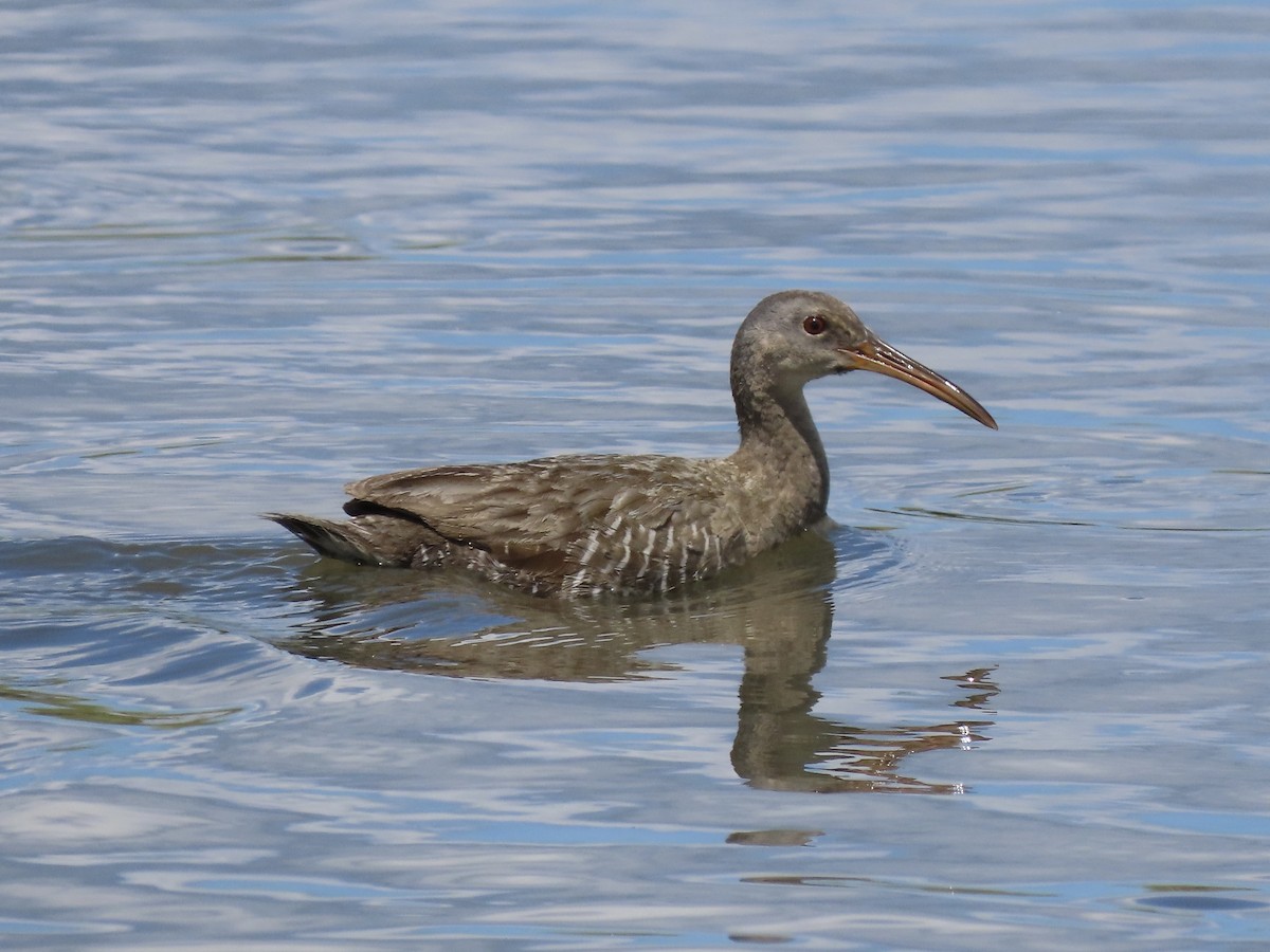 Clapper Rail (Atlantic Coast) - ML621165771