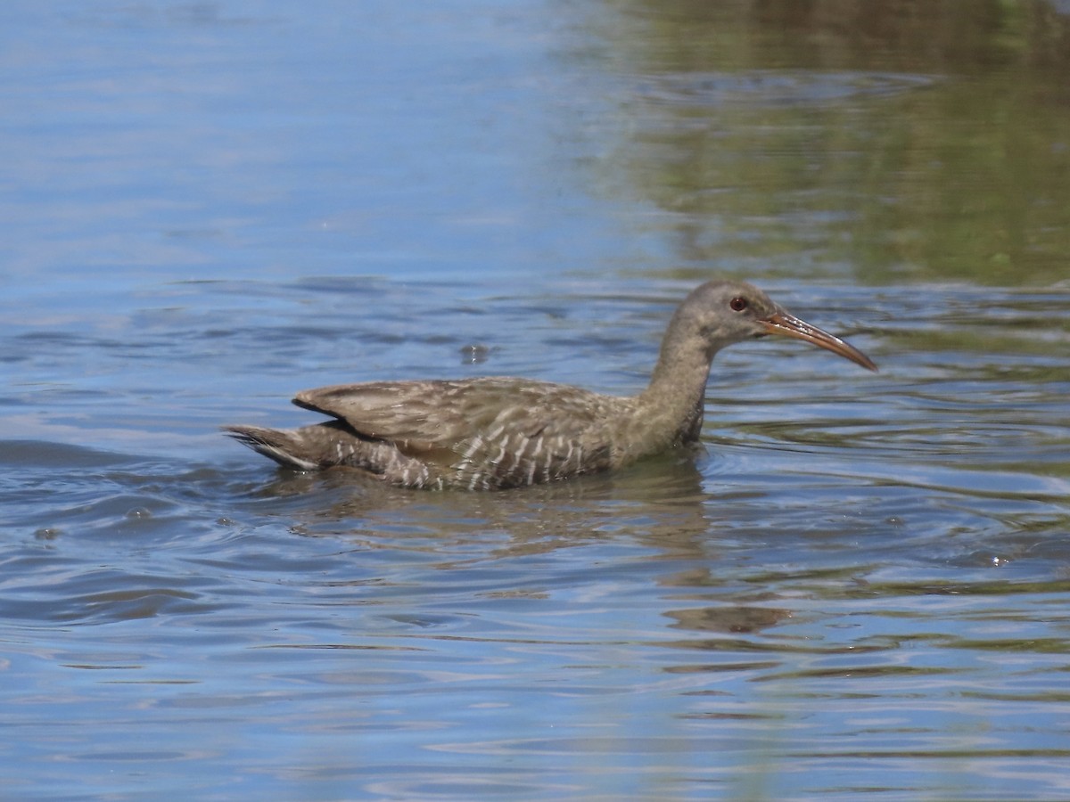 Clapper Rail (Atlantic Coast) - ML621165773