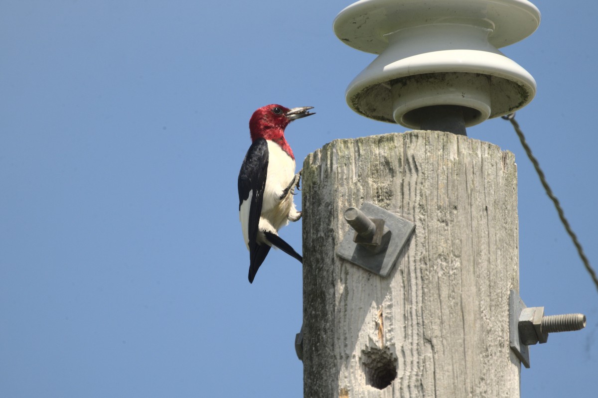 Red-headed Woodpecker - ML621165774