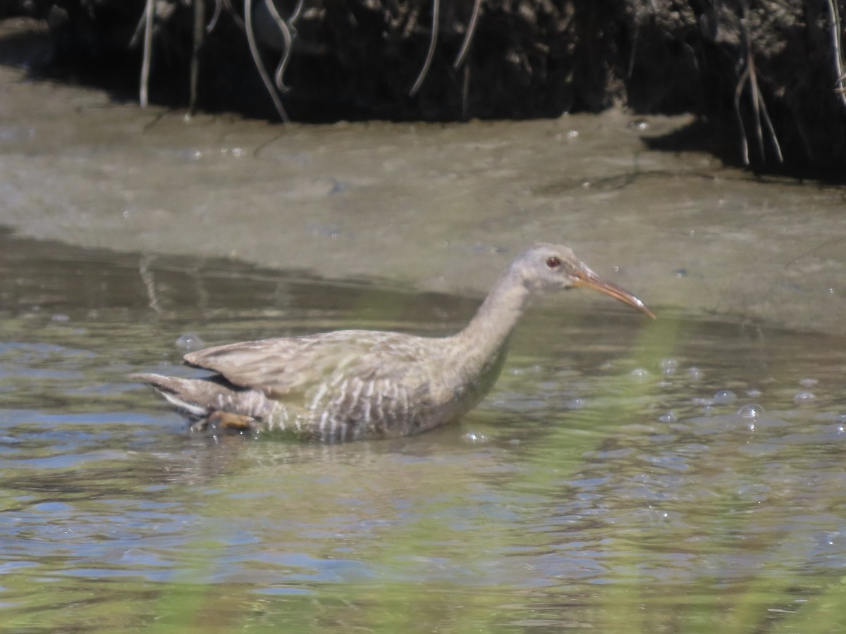 chřástal atlantický (ssp. crepitans/waynei) - ML621165775