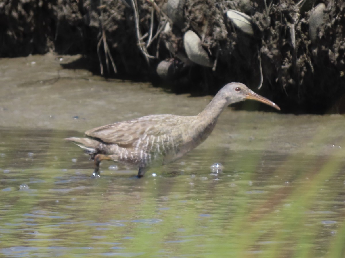 Clapper Rail (Atlantic Coast) - ML621165776