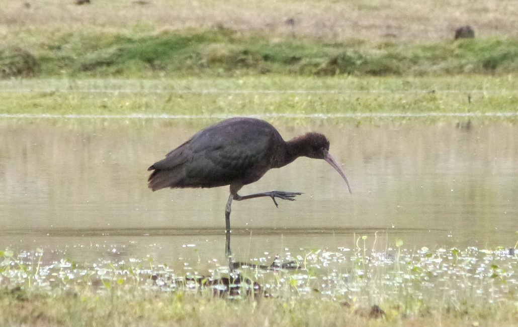 ibis andský - ML621165779