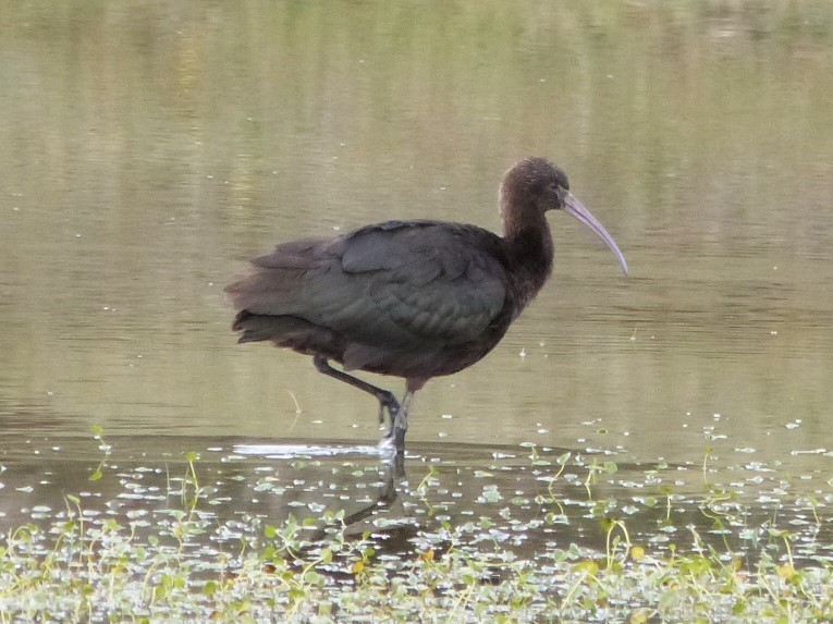 ibis andský - ML621165780