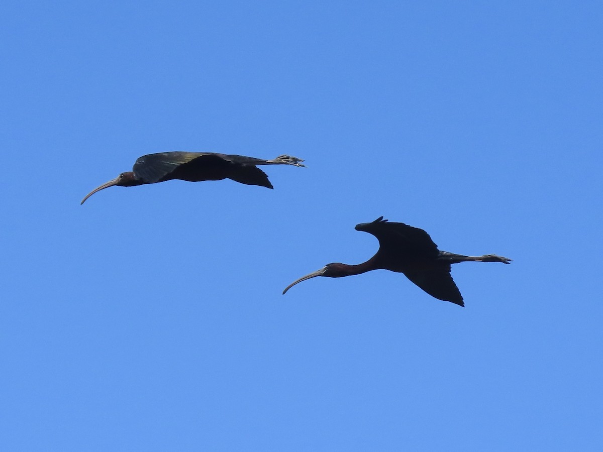 ibis hnědý - ML621165781