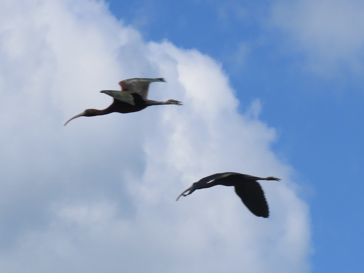 ibis hnědý - ML621165782