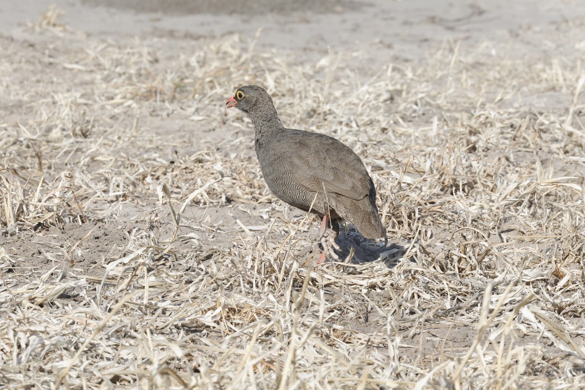 Red-billed Spurfowl - ML621165791