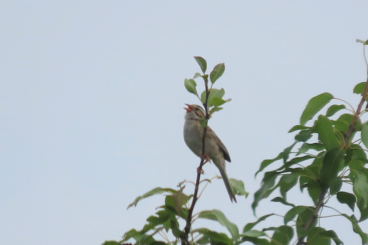 Clay-colored Sparrow - ML621165793