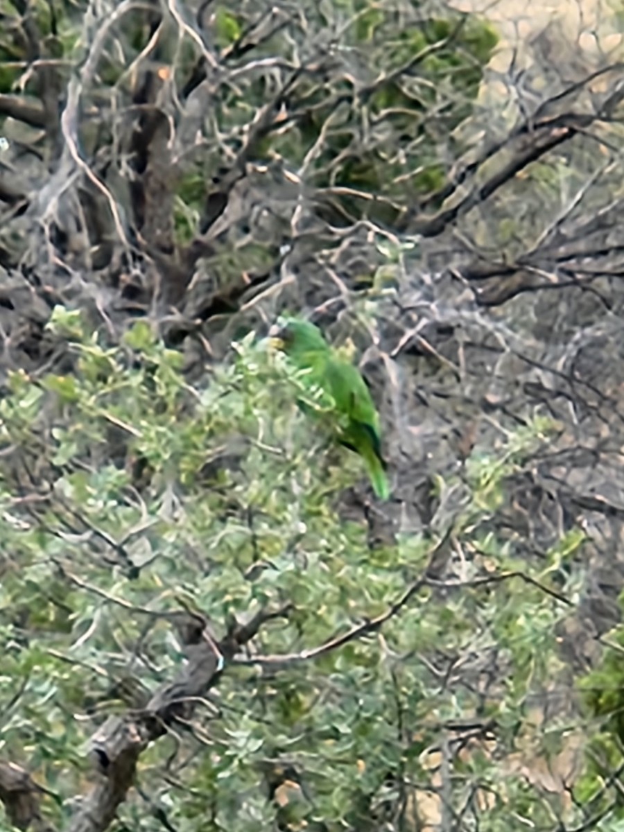 Lilac-crowned Parrot - ML621165797