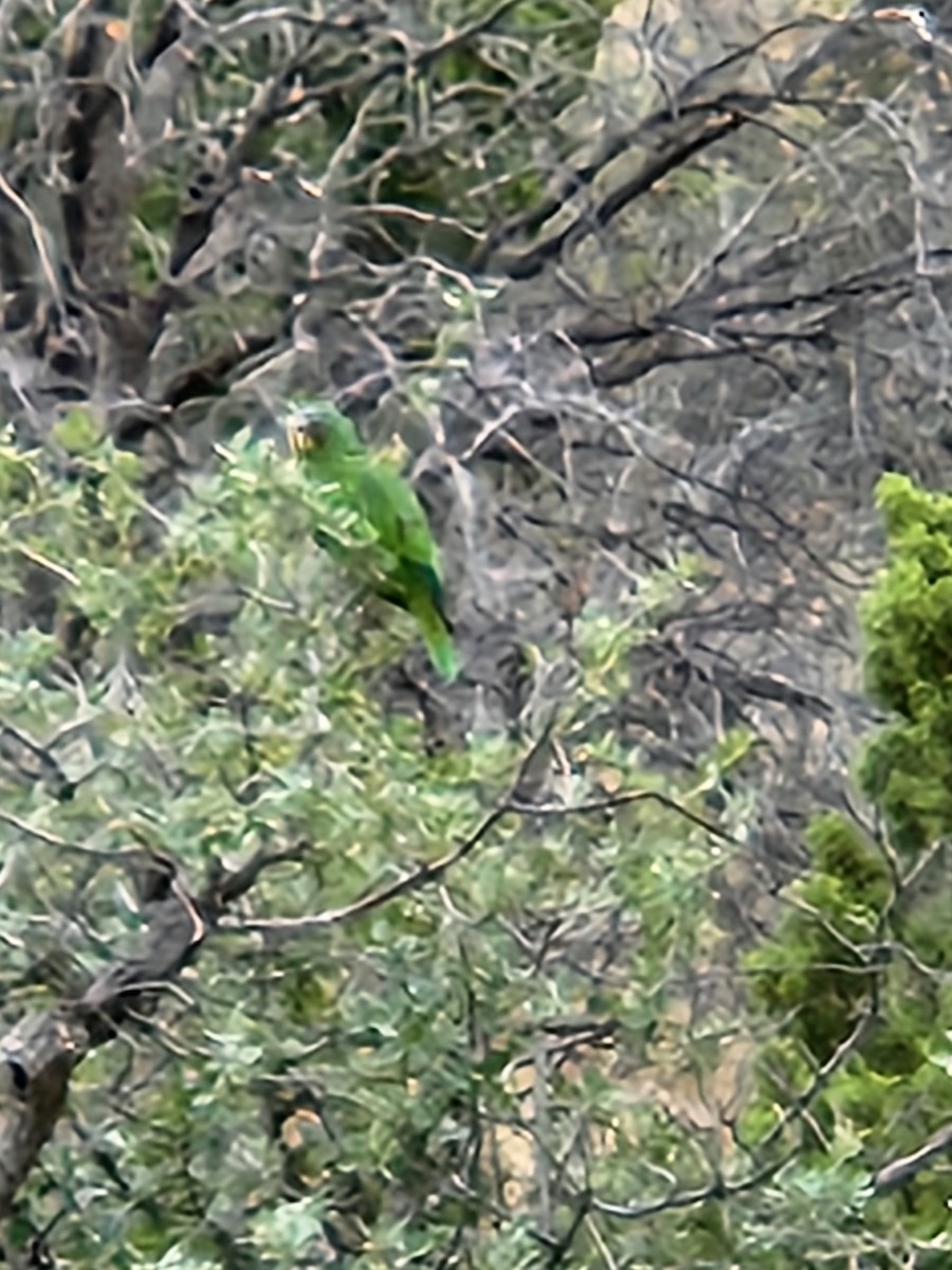 Lilac-crowned Parrot - ML621165798