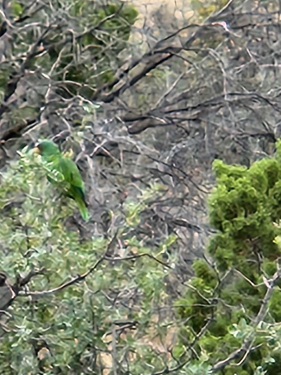 Lilac-crowned Parrot - ML621165799