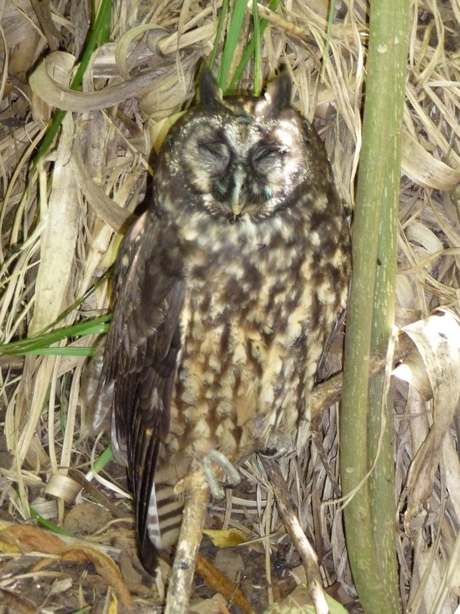 Stygian Owl - ML621165815