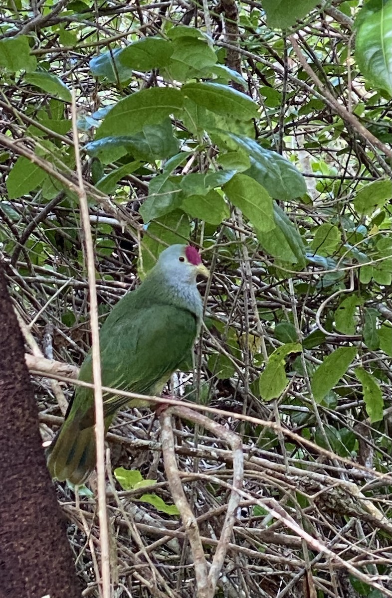 Henderson Island Fruit-Dove - ML621165817