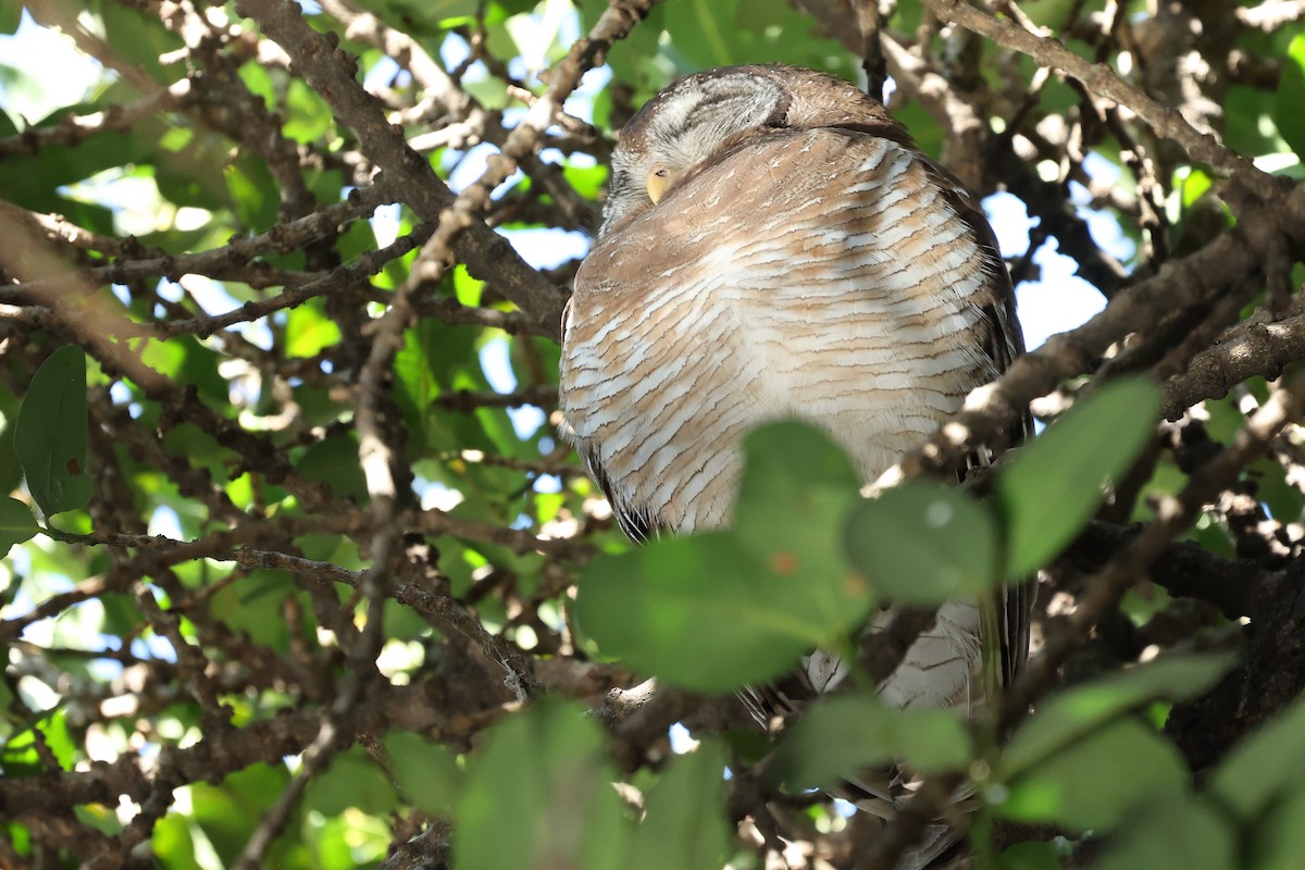 African Wood-Owl - ML621165832