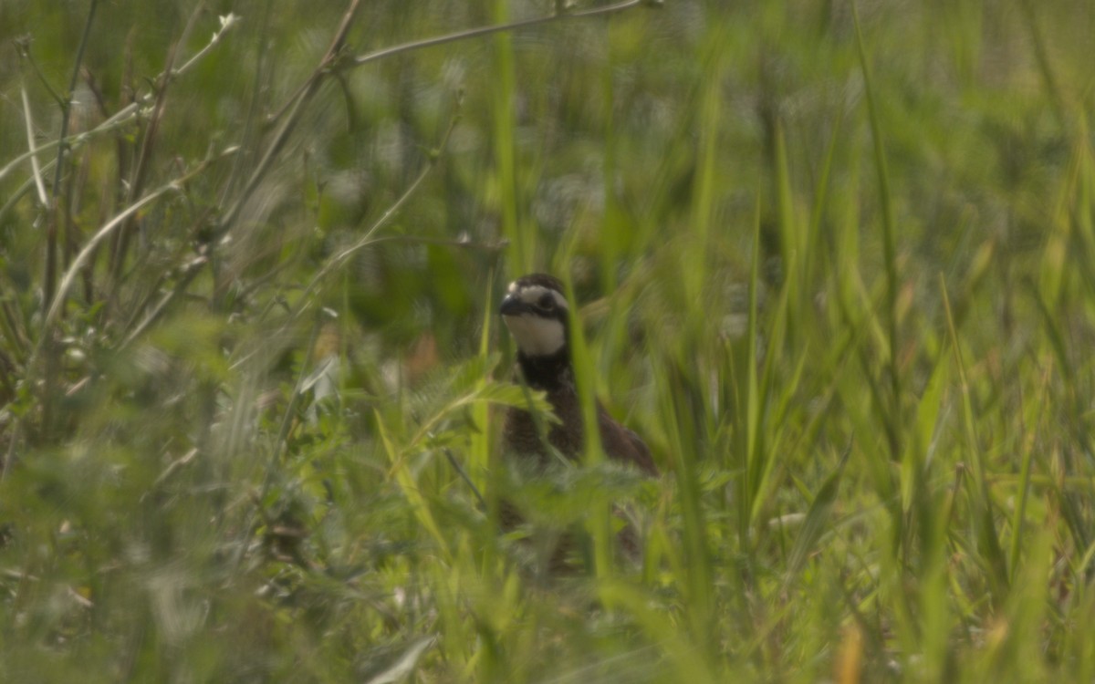 Northern Bobwhite - ML621165844