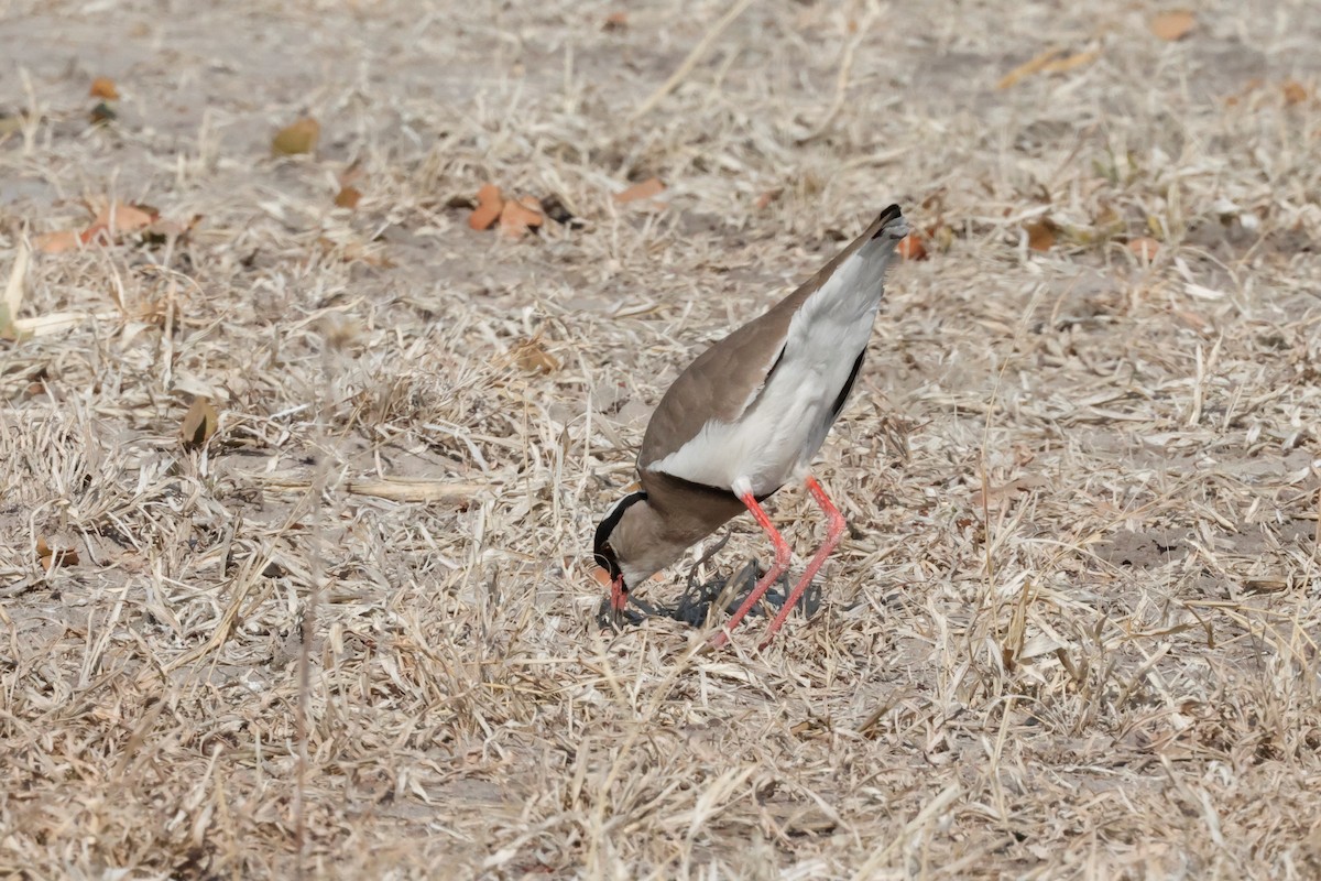 Crowned Lapwing - ML621165847