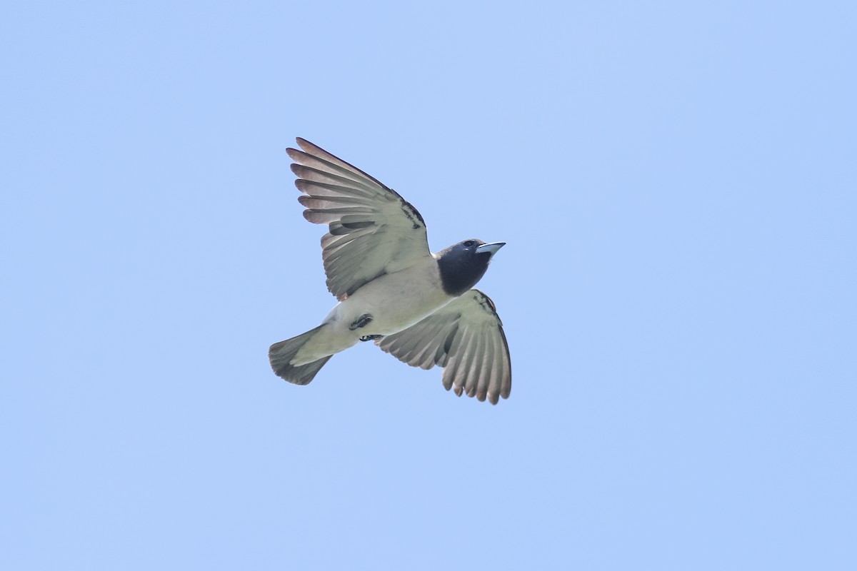 White-breasted Woodswallow - ML621165852