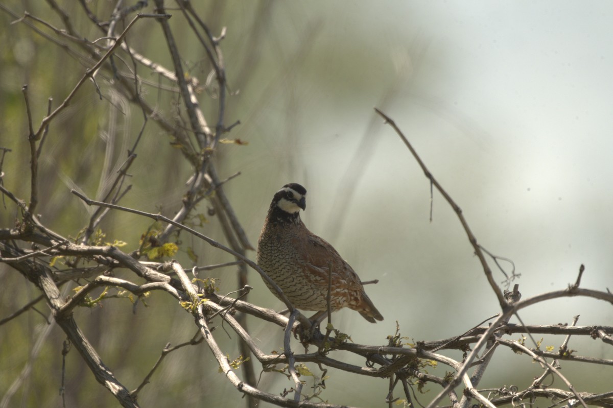 Northern Bobwhite - ML621165858