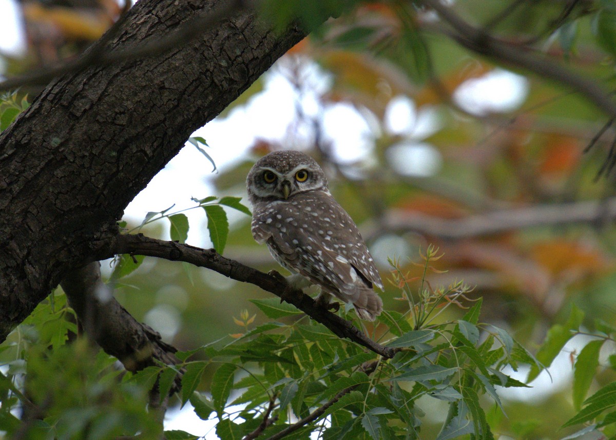 Spotted Owlet - ML621165875
