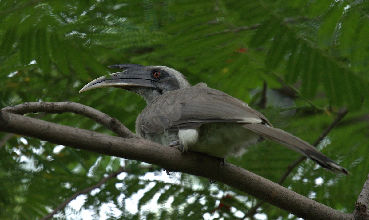 Indian Gray Hornbill - ML621165888