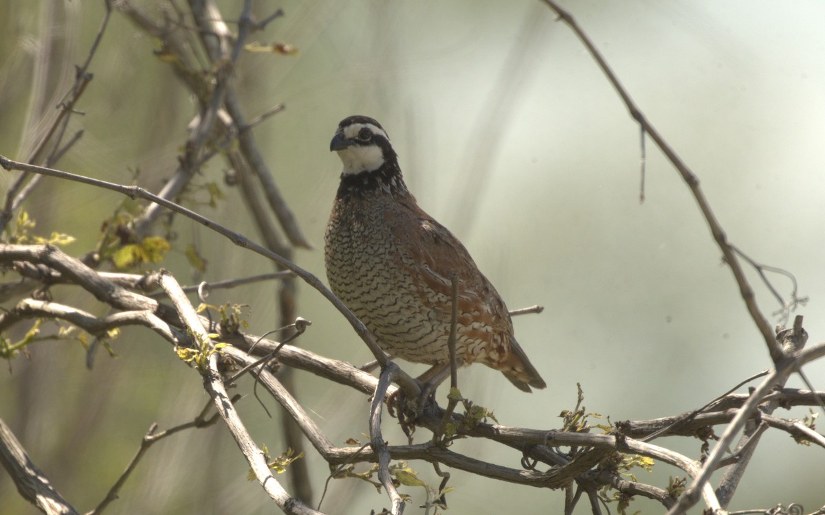 Northern Bobwhite - ML621165893