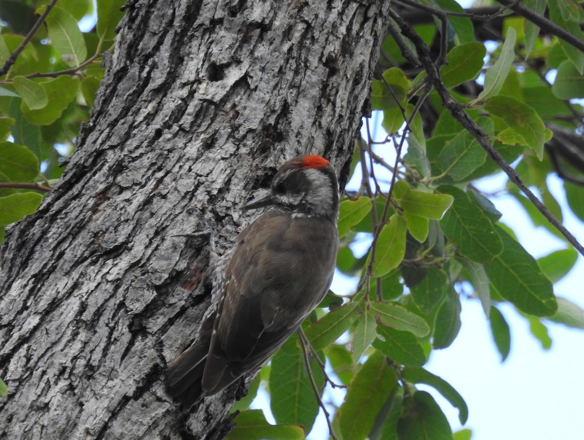 Arizona Woodpecker - ML621165901