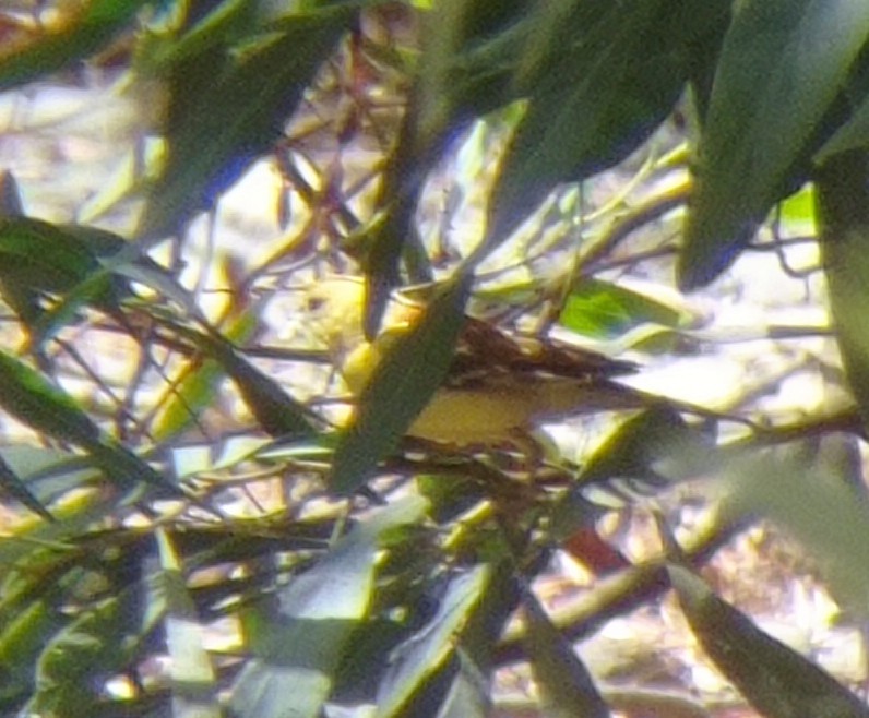 Sudan Golden Sparrow - ML621165912