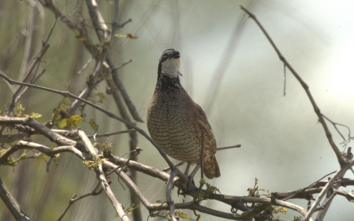 Northern Bobwhite - ML621165919