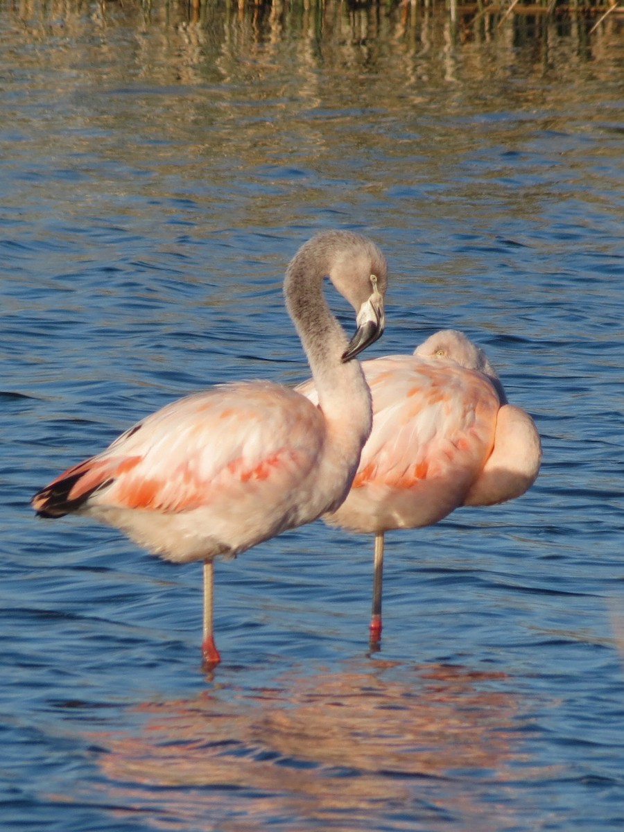 Chilean Flamingo - ML621165931