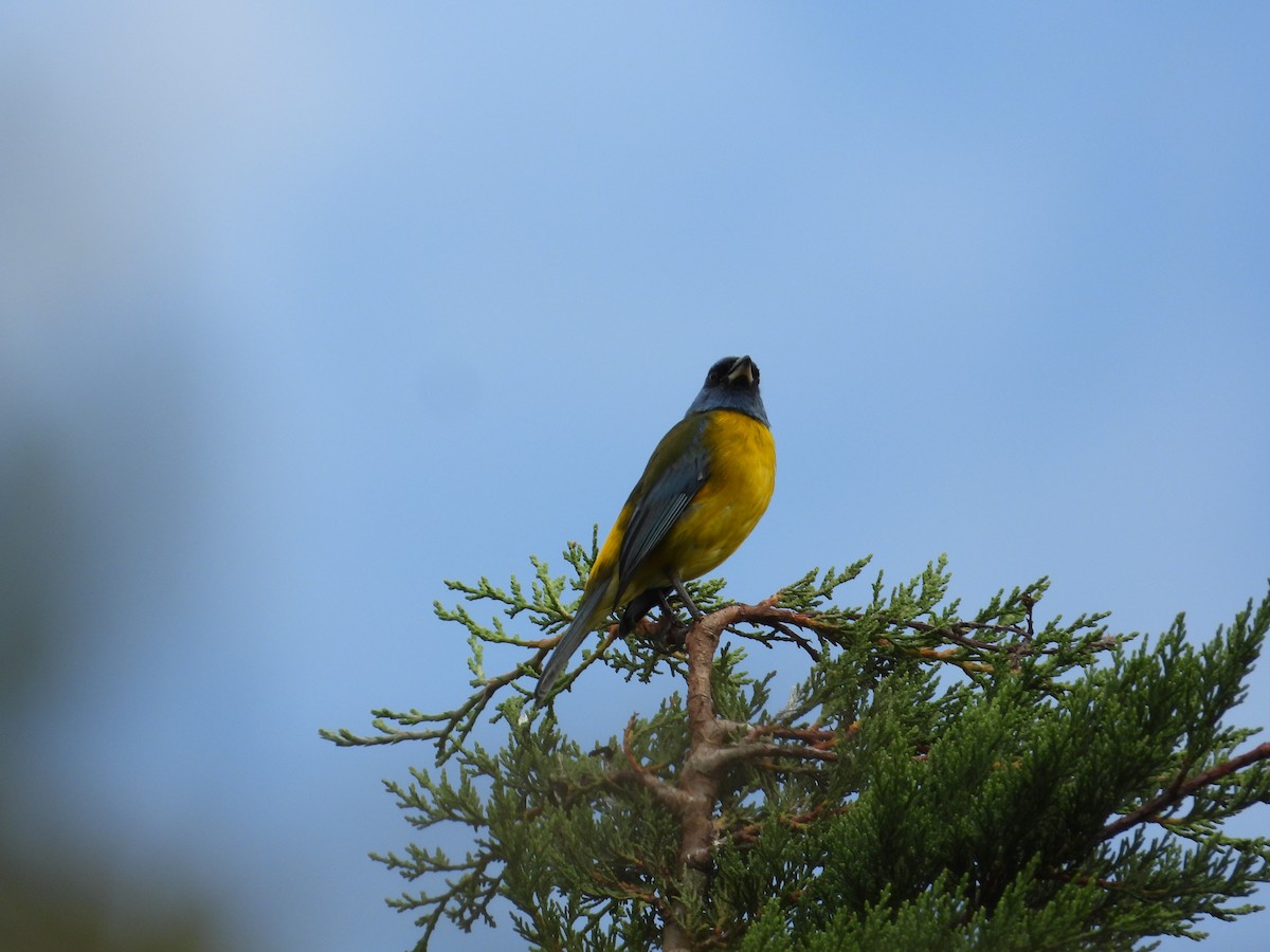 Blue-and-yellow Tanager - ML621165944