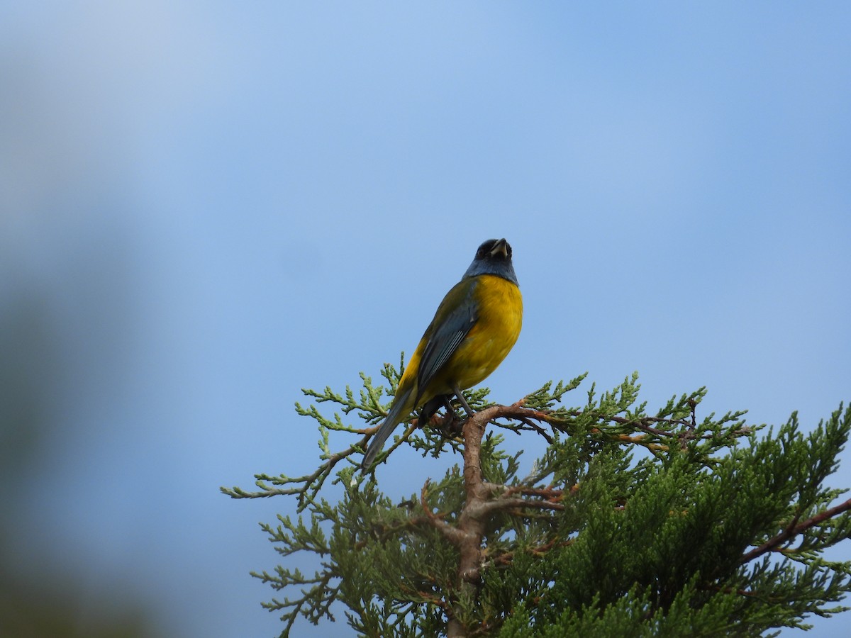 Blue-and-yellow Tanager - ML621165945