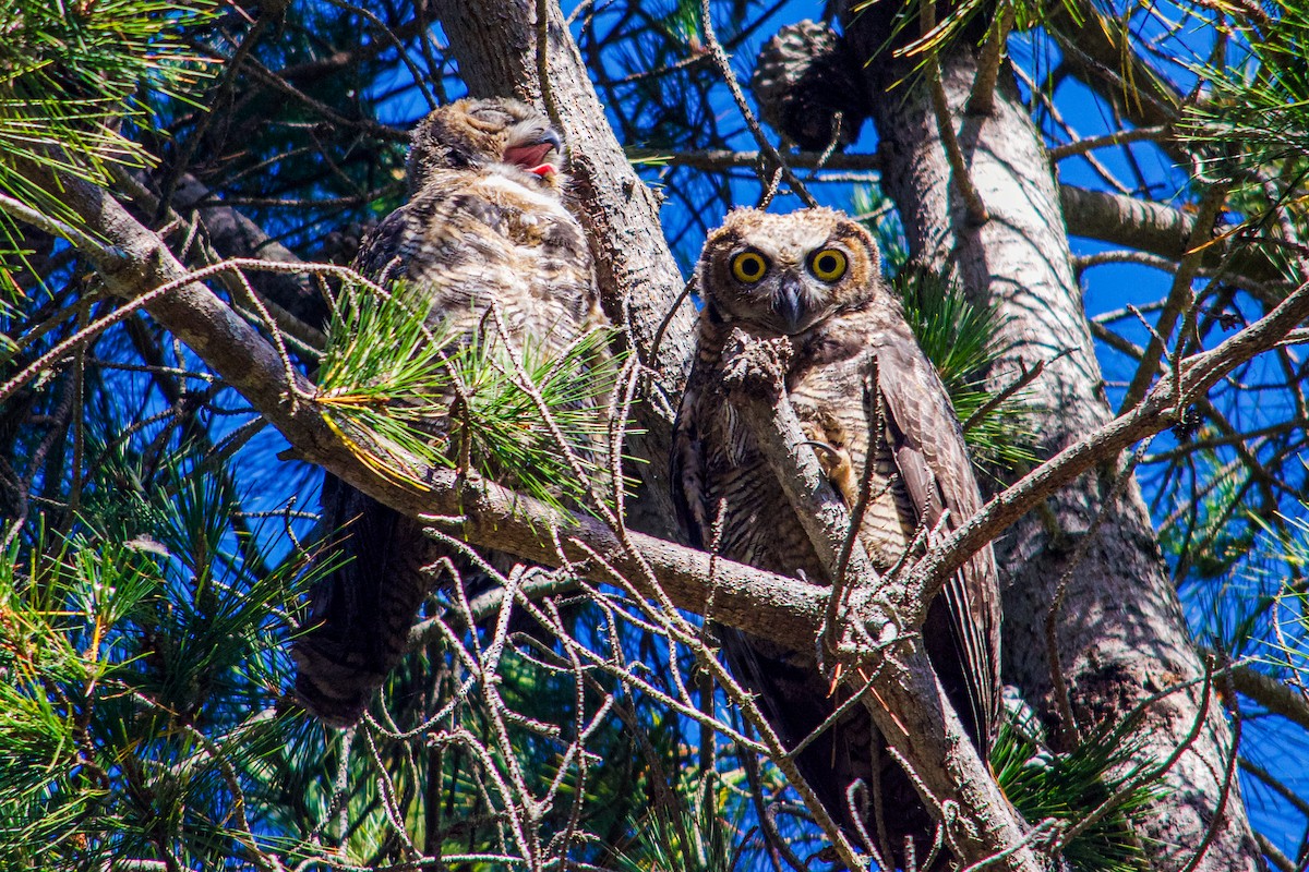 Great Horned Owl - ML621165954