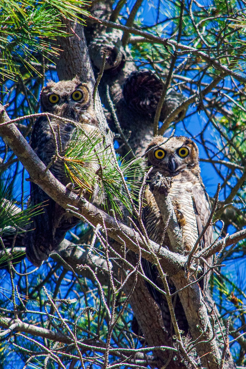 Great Horned Owl - ML621165955