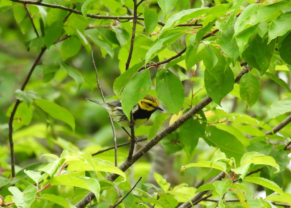Black-throated Green Warbler - ML621165967