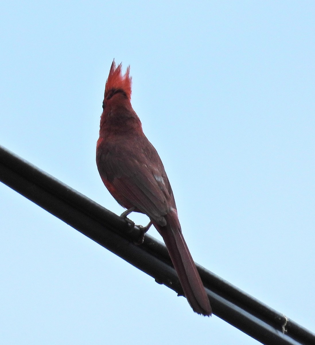 Cardinal rouge - ML621165977