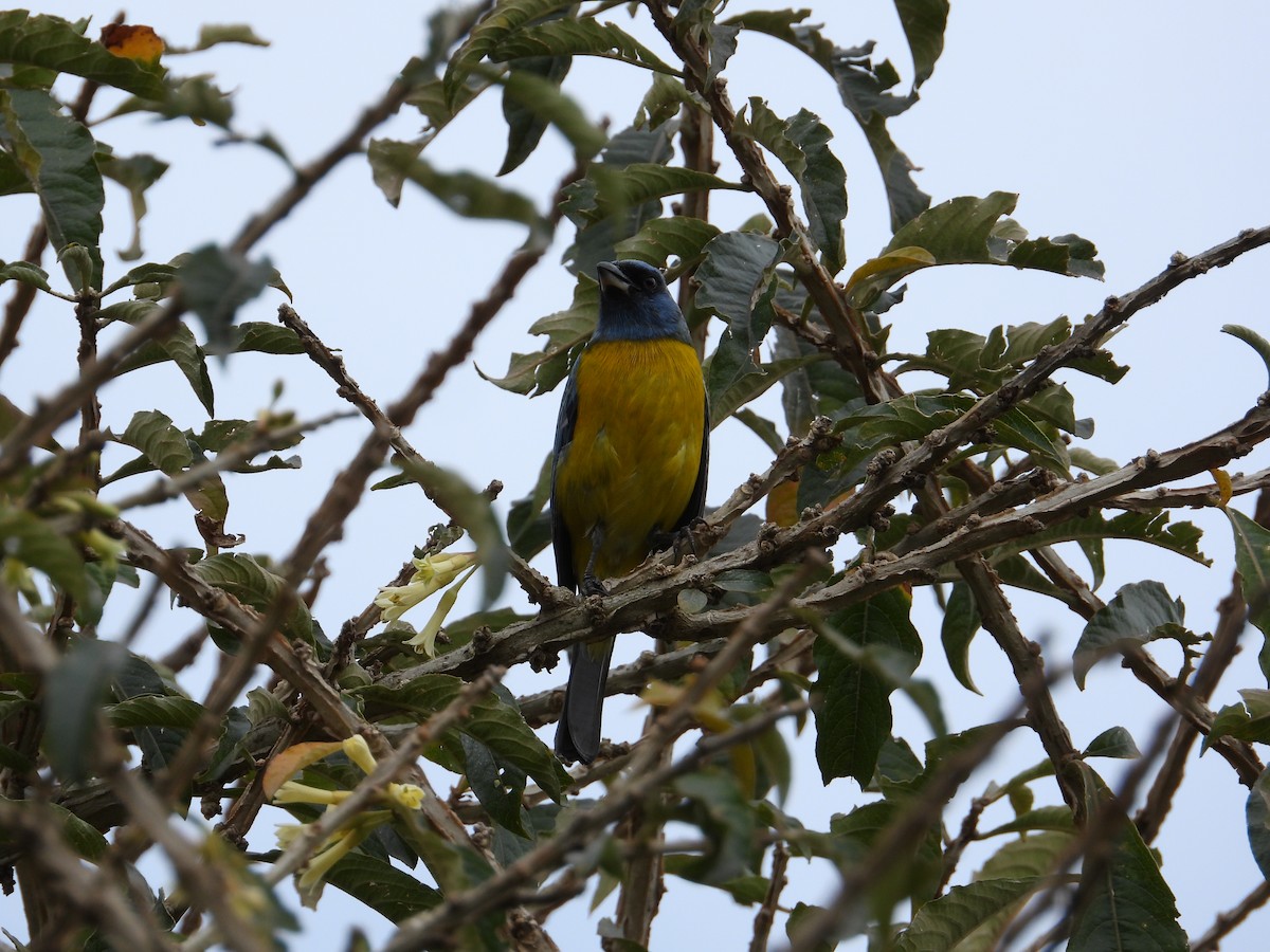 Blue-and-yellow Tanager - ML621165979
