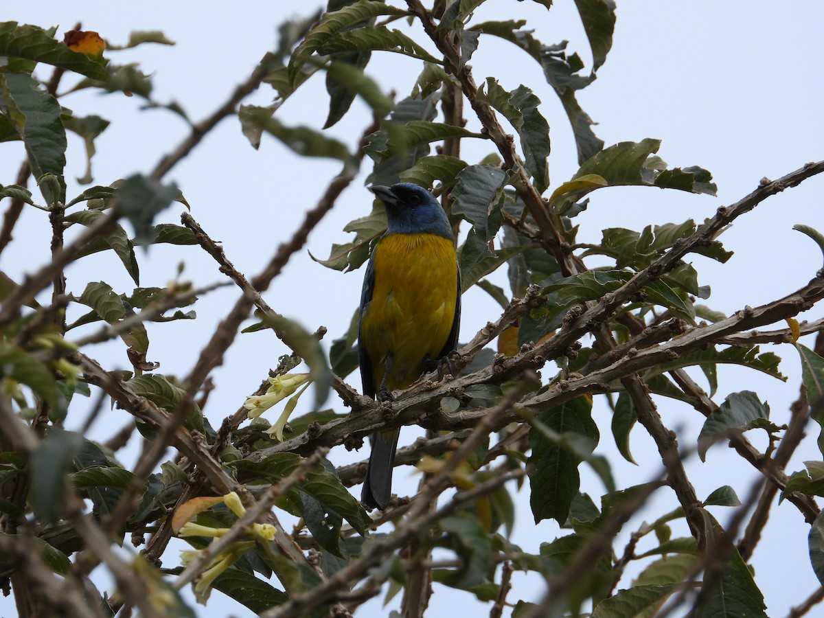 Blue-and-yellow Tanager - ML621165980