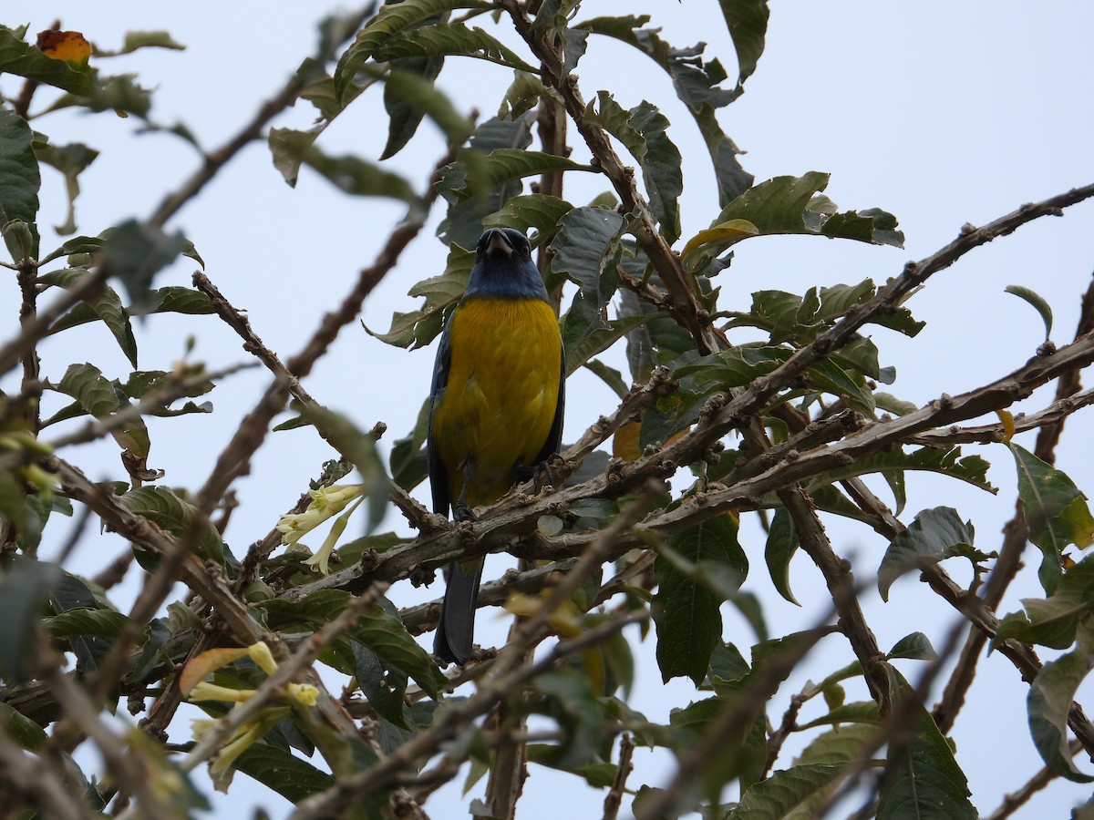 Blue-and-yellow Tanager - ML621165981
