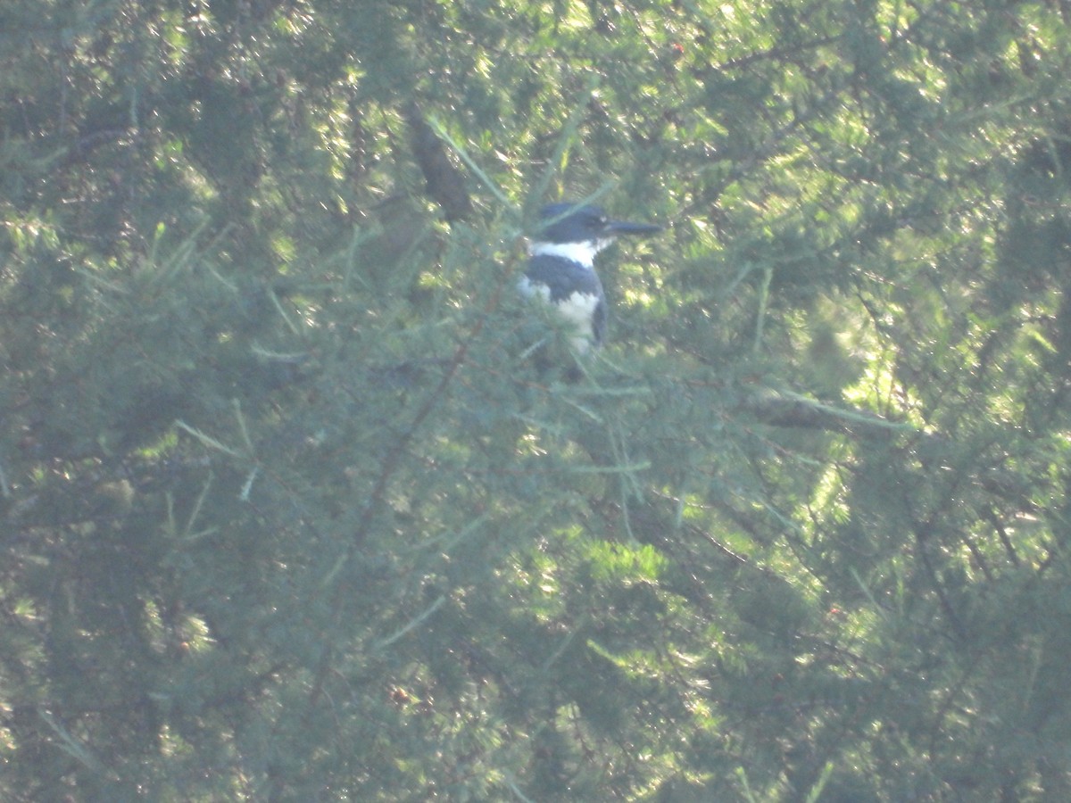 Belted Kingfisher - ML621165984