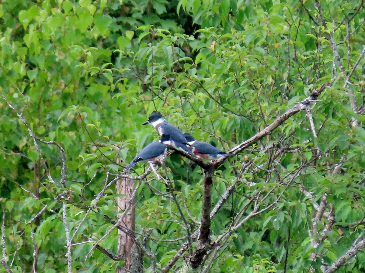 Belted Kingfisher - ML621166005