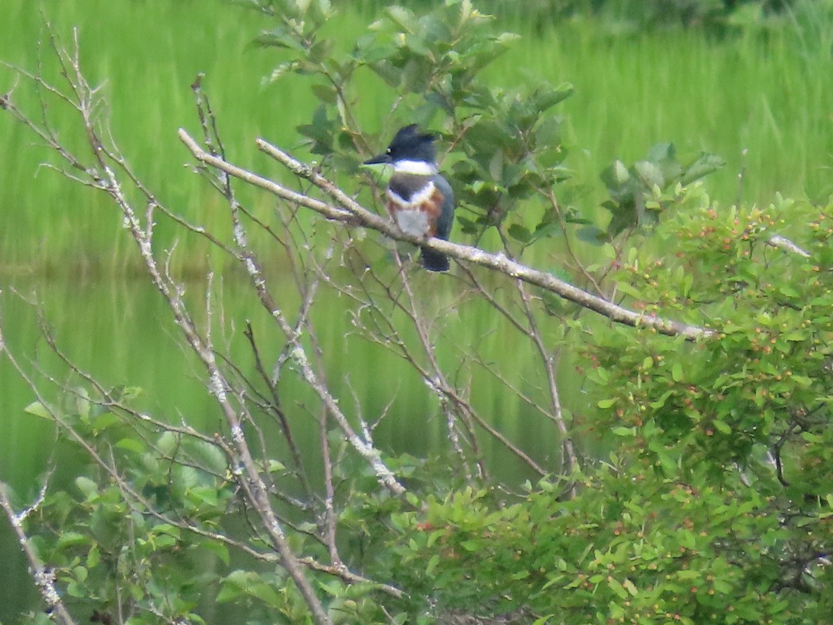 Belted Kingfisher - ML621166007