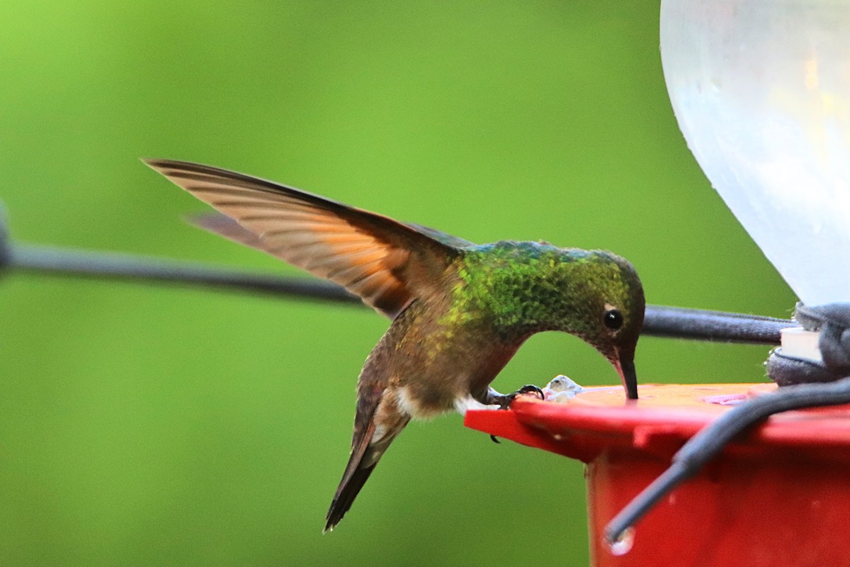 kolibřík mexický - ML621166009