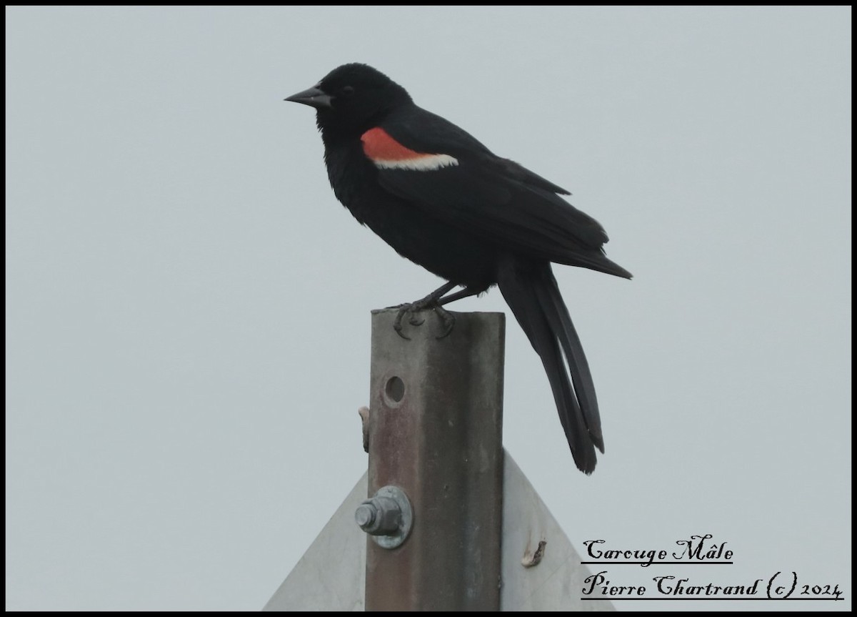 Red-winged Blackbird - ML621166075