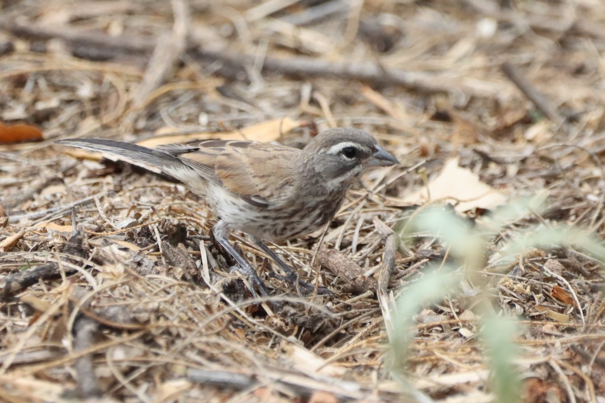 Black-throated Sparrow - ML621166098