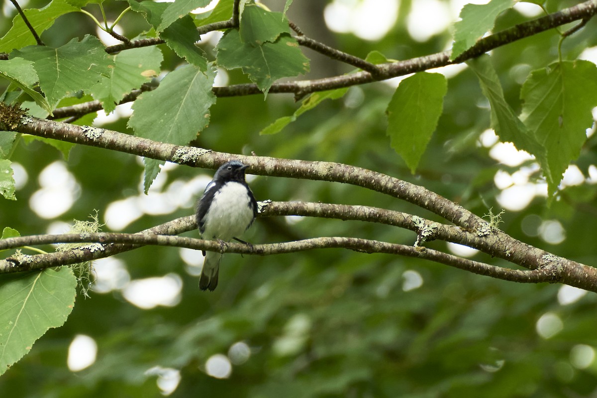 Black-throated Blue Warbler - ML621166103