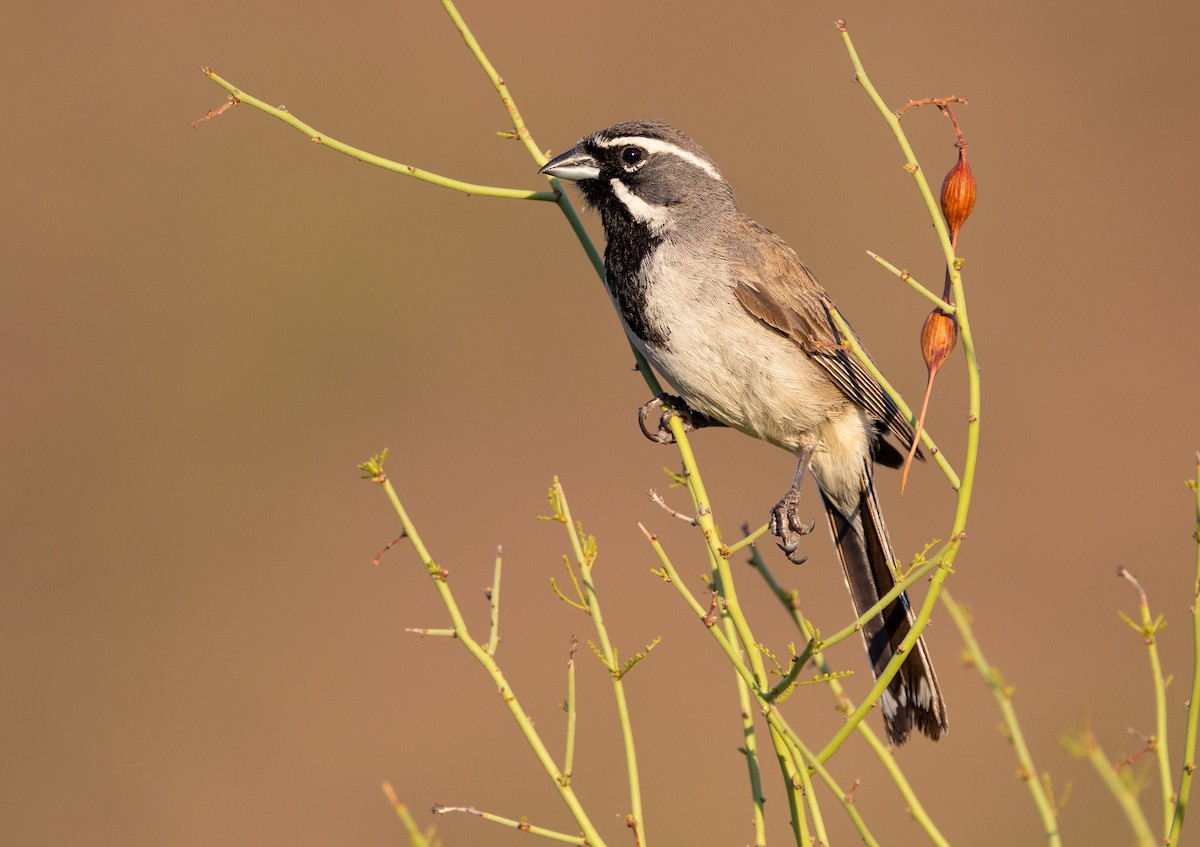 Black-throated Sparrow - ML621166141