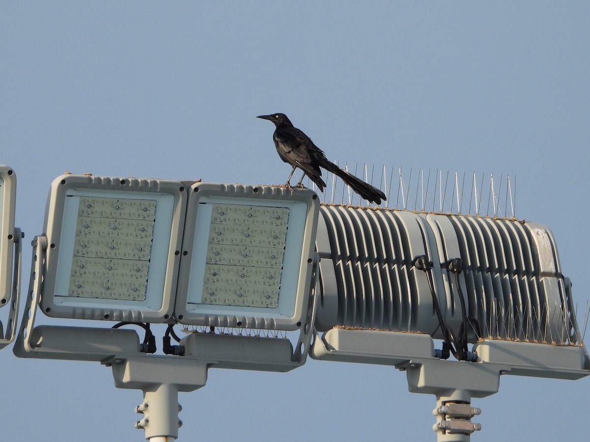 Great-tailed Grackle - ML621166146
