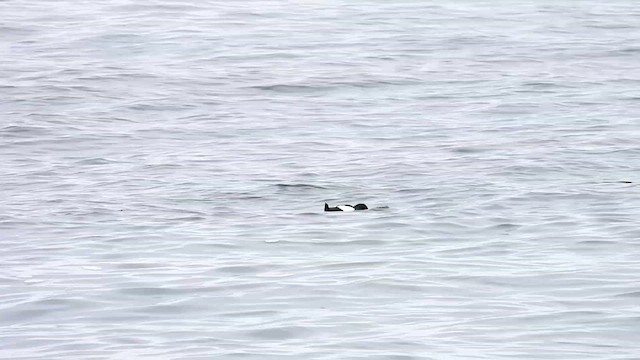 Black Guillemot - ML621166177