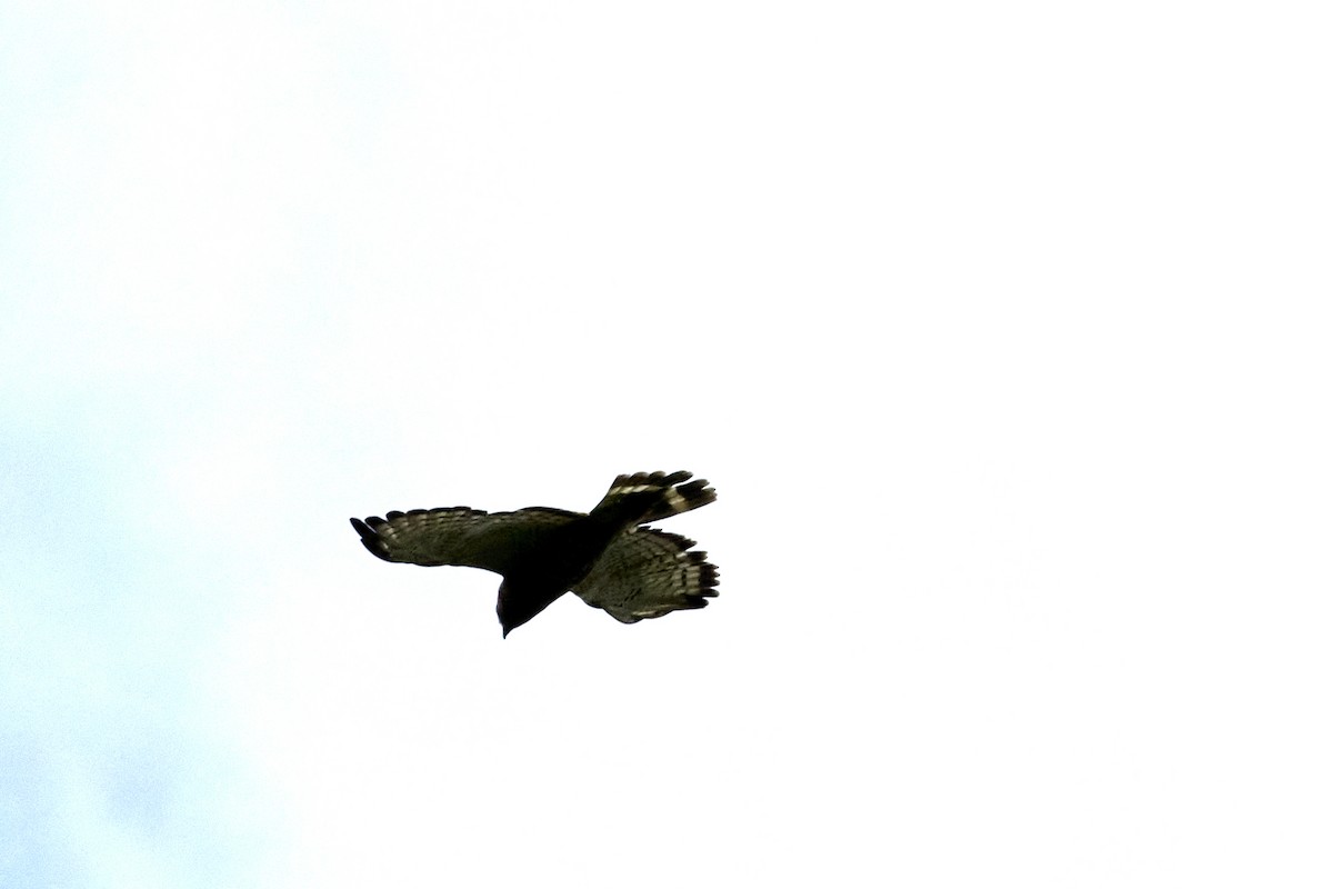 Broad-winged Hawk - ML621166275